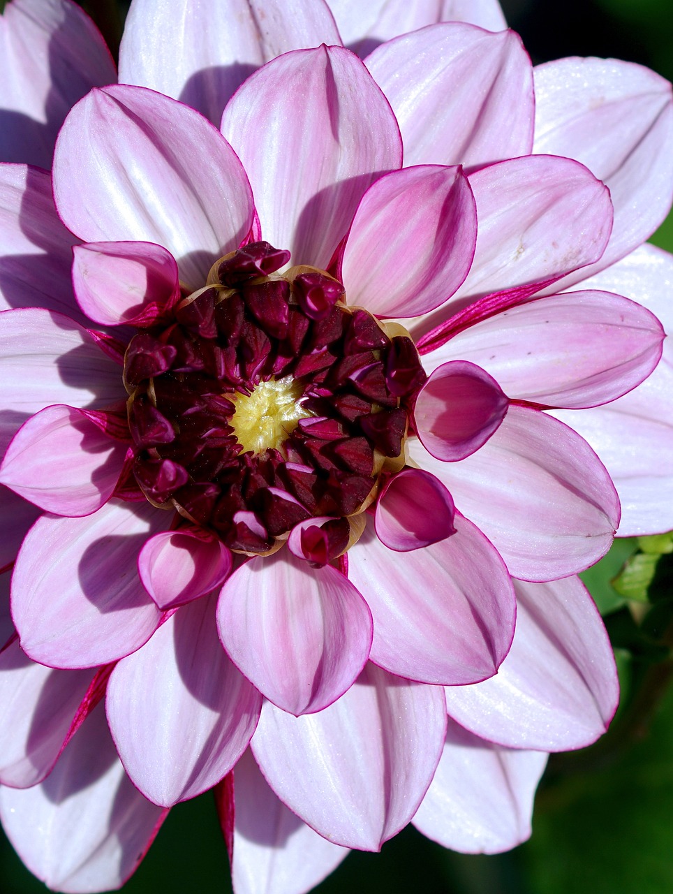 a close up of a pink flower with a green background, by Jim Nelson, precisionism, giant purple dahlia flower head, detailed white, perfect crisp sunlight, close-up shot from behind