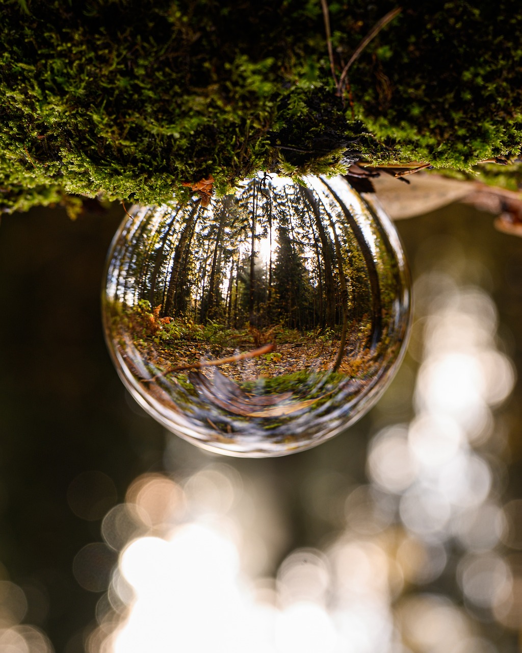 a reflection of a forest in a glass ball, by Jan Rustem, unsplash, environmental art, taken with sigma 2 0 mm f 1. 4, cascadia, in the wood, made of crystal