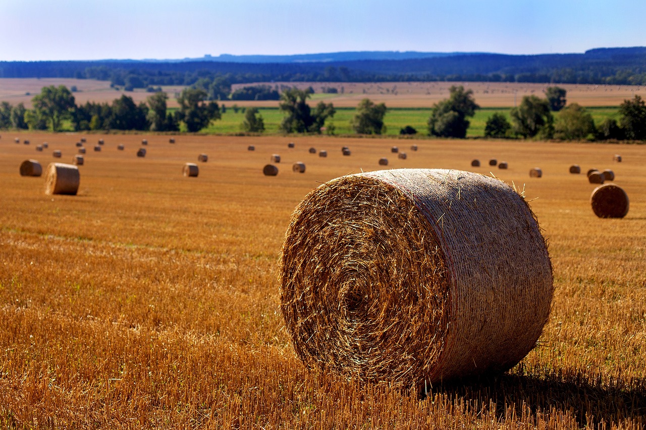 a field full of hay bales with mountains in the background, a picture, pixabay, renaissance, oklahoma, autumn field, spherical, very accurate photo