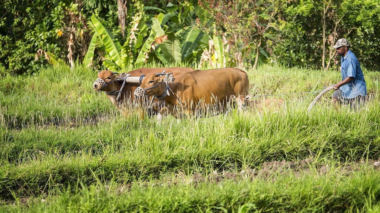 a man plowing a field with two cows, a portrait, sumatraism, hi res, bali, pregnancy, energetic beings patrolling