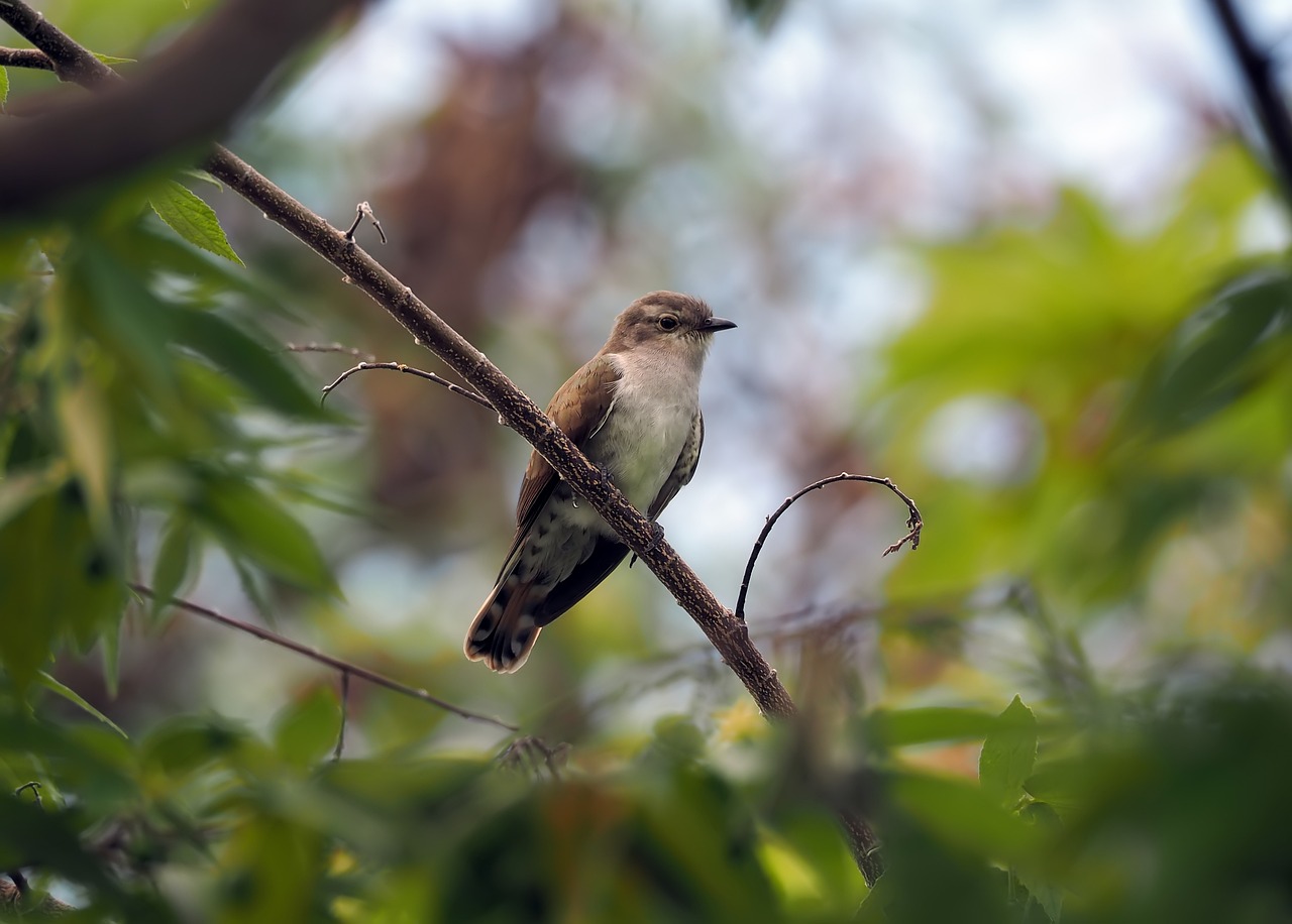 a bird sitting on top of a tree branch, a portrait, flickr, jamaica, museum quality photo, img _ 9 7 5. raw, !female