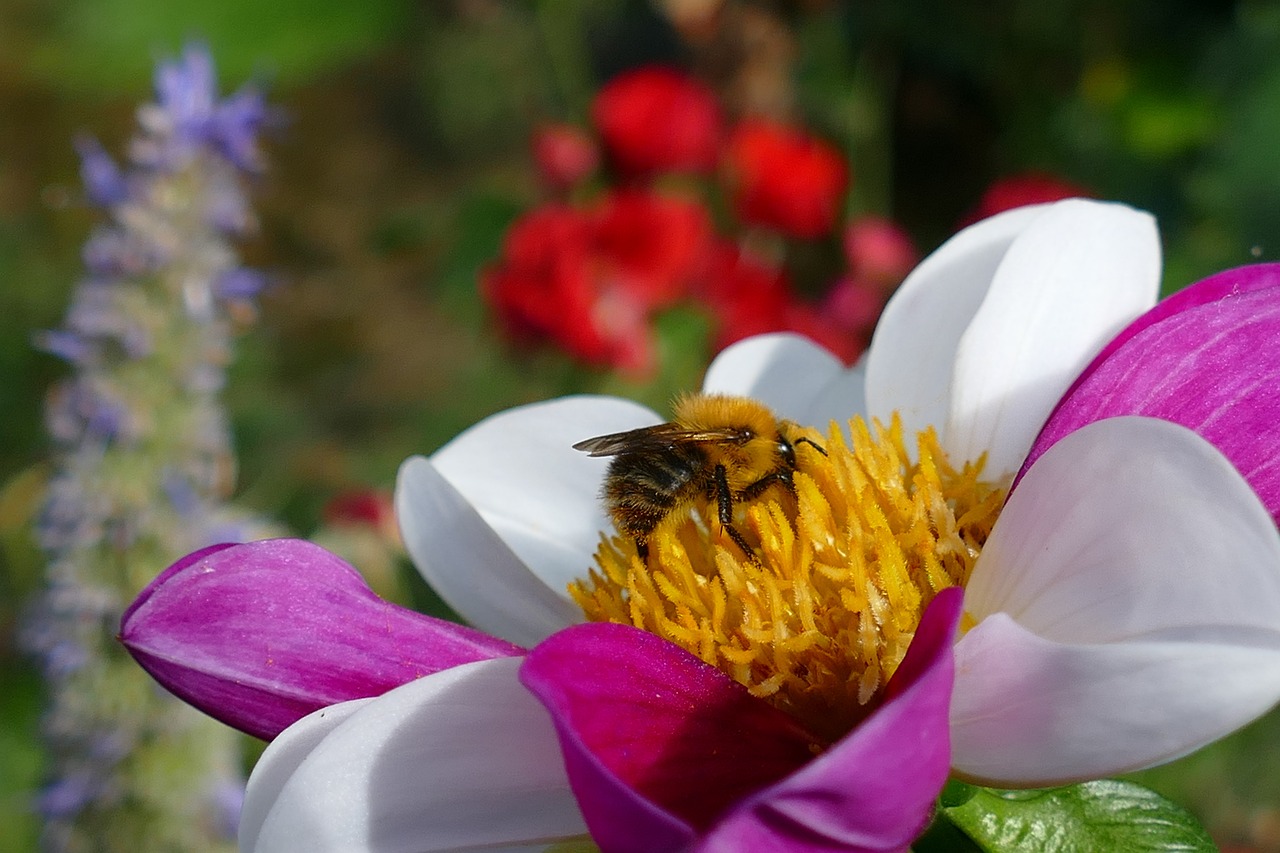 a bee sitting on top of a purple and white flower, a picture, by Dave Allsop, pink and yellow, anemones, over the shoulder view, peony