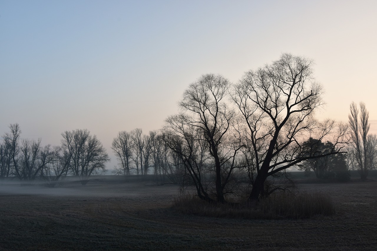 a lone tree stands in the middle of a foggy field, a picture, inspired by Alexei Kondratyevich Savrasov, the morning river, bare trees, twilight ; wide shot, curved trees