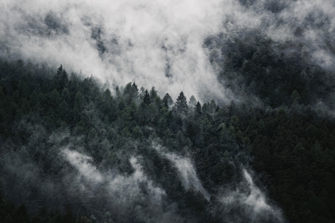 a plane flying over a forest covered in fog, a picture, by Karl Buesgen, romanticism, the trees are angry, alessio albi, lush forest in valley below, dark pine trees