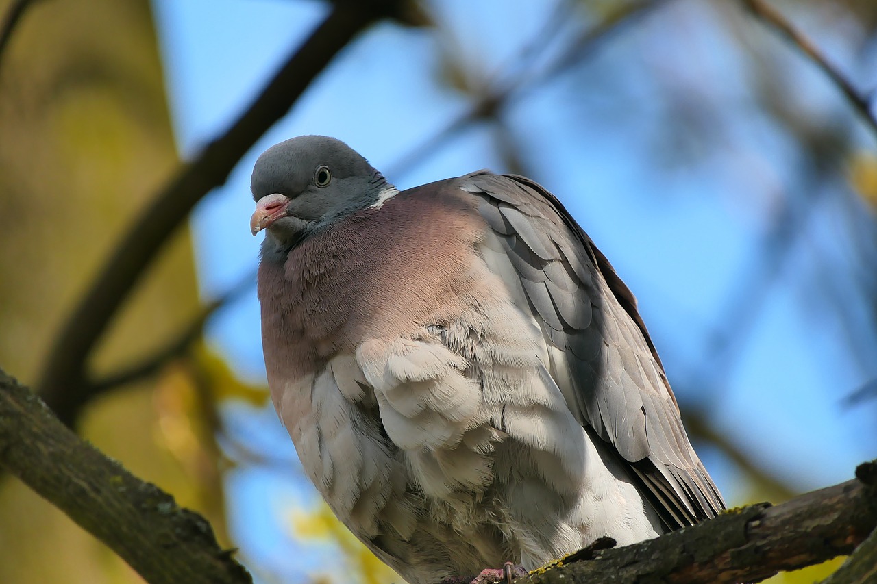 a pigeon sitting on top of a tree branch, a portrait, by Jan Rustem, shutterstock, purple. smooth shank, low angle shot, ham, hiding