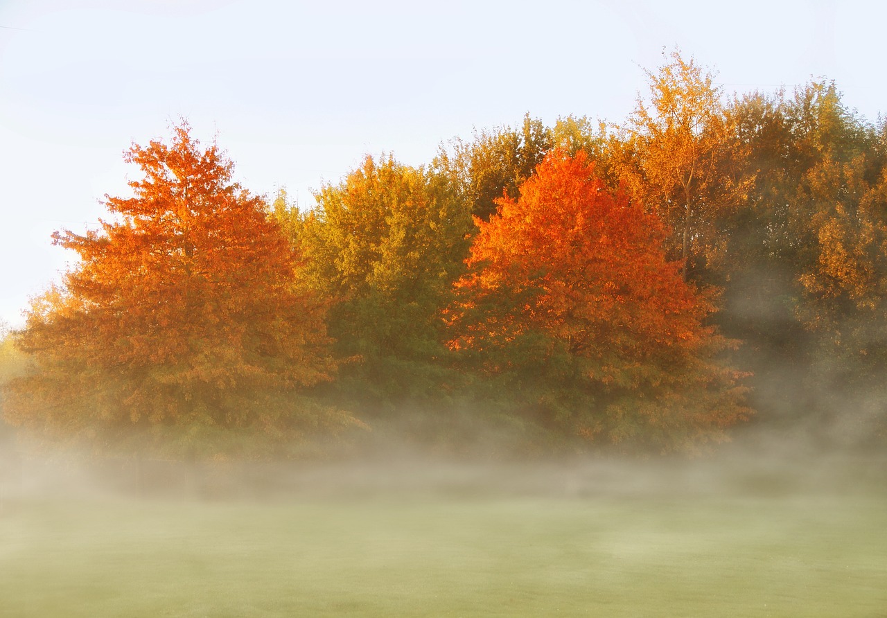 a herd of cattle grazing on top of a lush green field, a digital rendering, fine art, maple trees with fall foliage, smoke and orange volumetric fog, vermont fall colors, banner