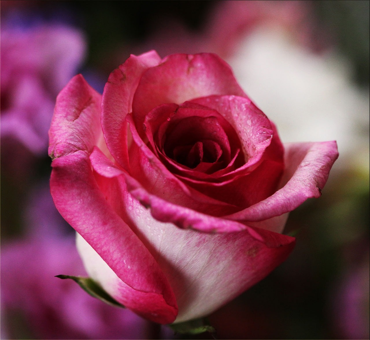 a close up of a pink rose in a vase, by Robbie Trevino, romanticism, today\'s featured photograph 4k, highly detailed!, red and magenta flowers, white and red roses