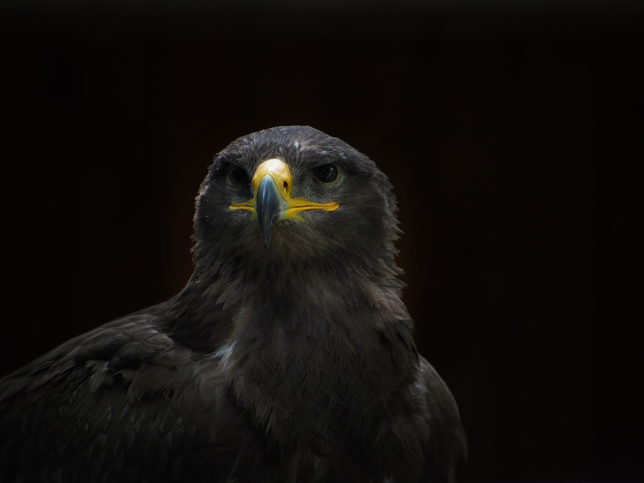 a close up of a bird of prey, a portrait, by Jan Tengnagel, pexels contest winner, photorealism, ( low key light ), real picture taken in zoo, back light contrast, with a yellow beak