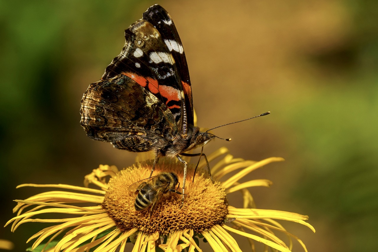a butterfly sitting on top of a yellow flower, a portrait, by Dave Allsop, small bees following the leader, cone, high res photo, black and yellow and red scheme