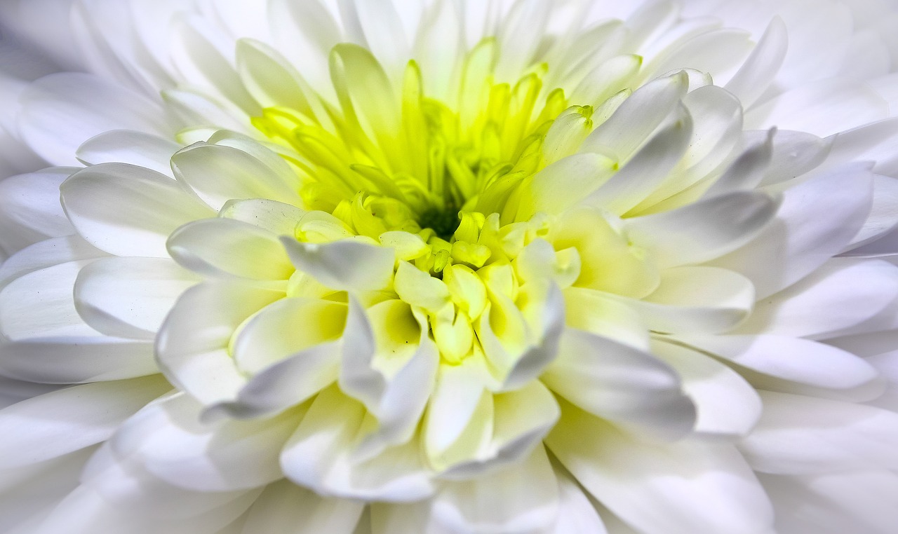 a close up of a white flower with a yellow center, inspired by Leo Leuppi, light greens and whites, chrysanthemum and hyacinth, closeup shot, bright internal glow