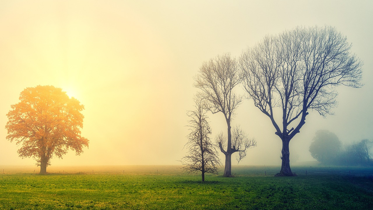 a couple of trees sitting on top of a lush green field, a picture, by Sebastian Spreng, shutterstock, romanticism, autumn sunrise warm light, eerie fog, yellow and green, autumn bare trees