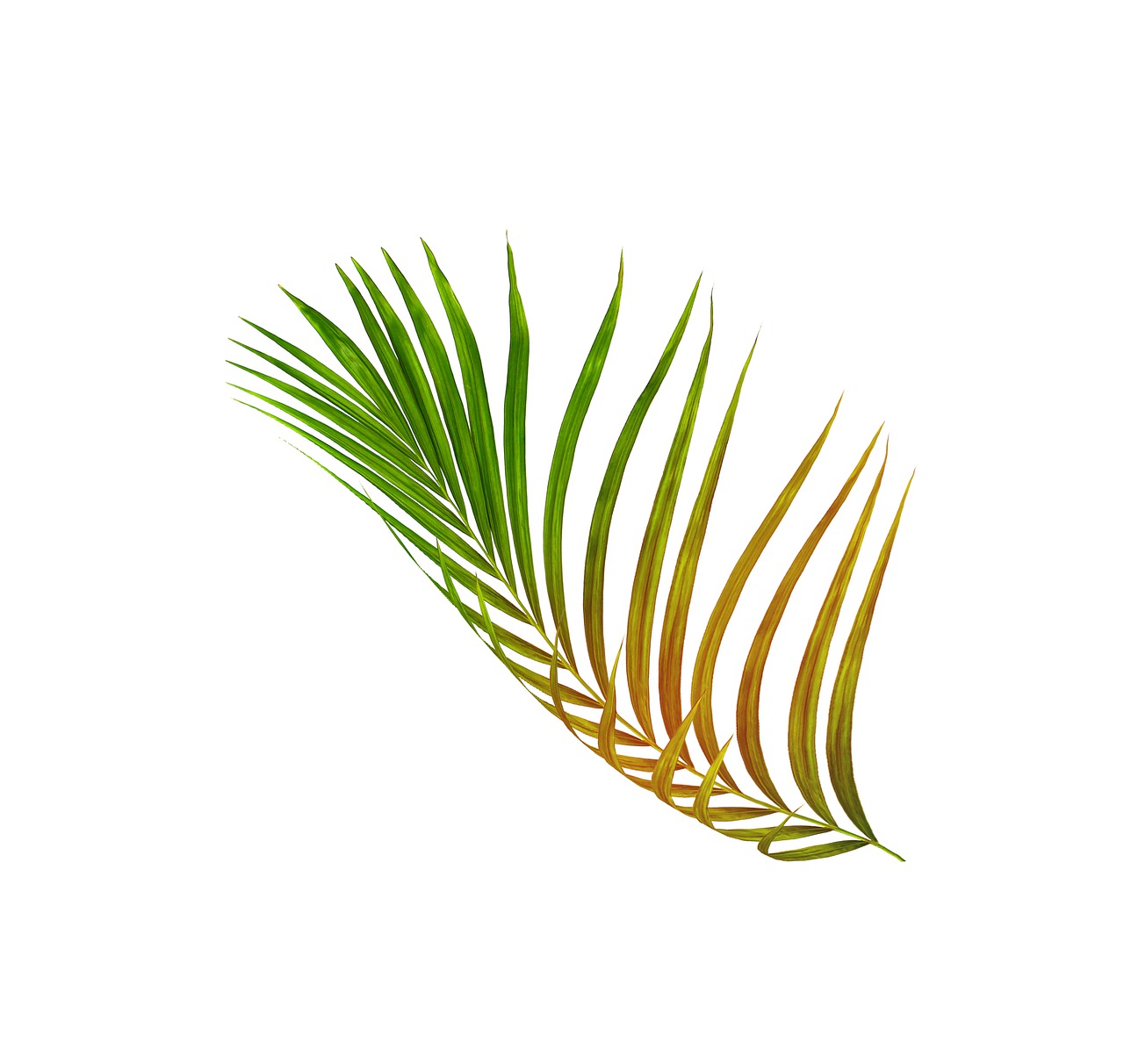 a close up of a palm leaf on a white background, an illustration of, by Kinichiro Ishikawa, hurufiyya, colored accurately, air brush illustration, gold green creature, full color illustration