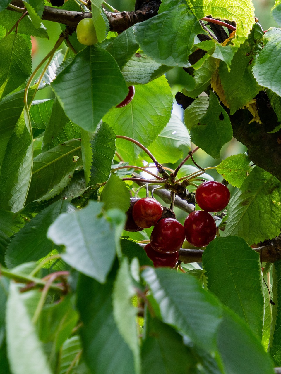 a close up of a bunch of cherries on a tree, a portrait, bauhaus, photo 85mm, village, sheltering under a leaf, detailed zoom photo