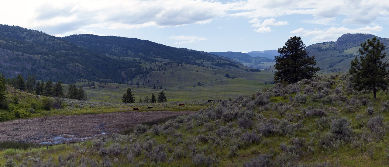 a herd of cattle standing on top of a lush green hillside, by Jim Nelson, flickr, idaho, panorama distant view, dry river bed, bc