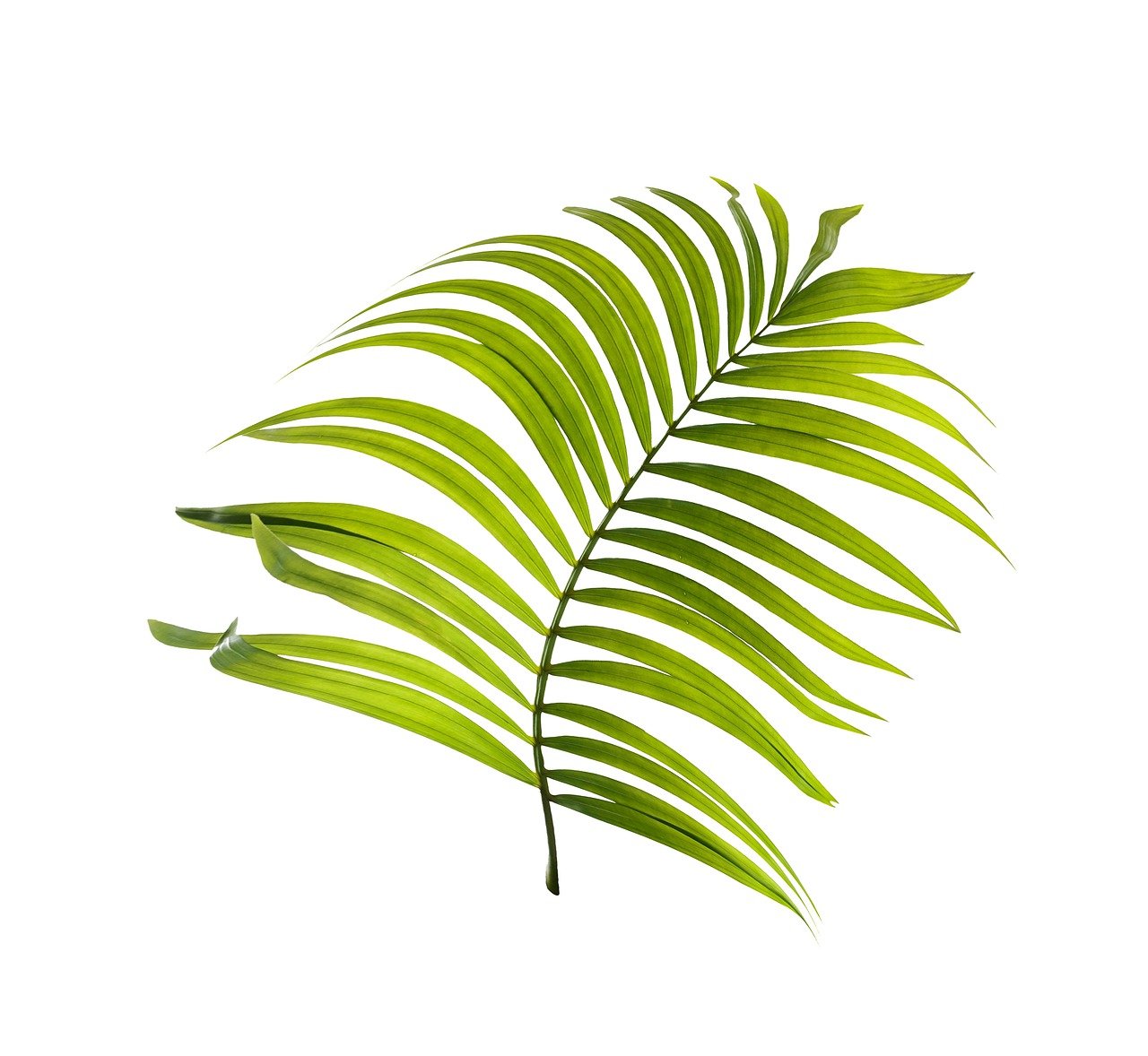 a close up of a green leaf on a white background, a stock photo, by Matthias Stom, shutterstock, fine art, flame ferns, right angled view, digitally painted, blessing palms