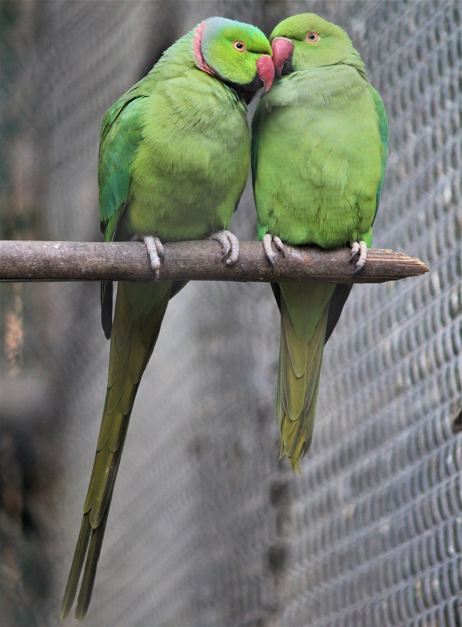 a couple of green birds sitting on top of a tree branch, flickr, romanticism, taken in zoo, loving embrace, photo 1 5 mm, victor antonov