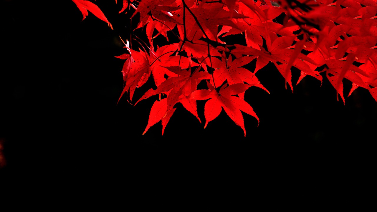 a close up of a tree with red leaves, by Kanō Tan'yū, art photography, black background), sharp lighting. bright color, けもの, autumn leaves background