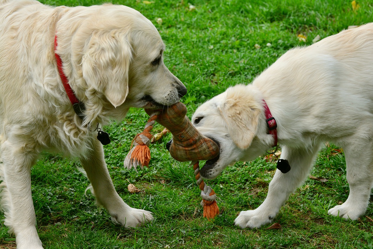 two dogs are playing with a toy in the grass, a picture, by Jan Tengnagel, pixabay, golden retriever, albino, 1 6 x 1 6, mittens