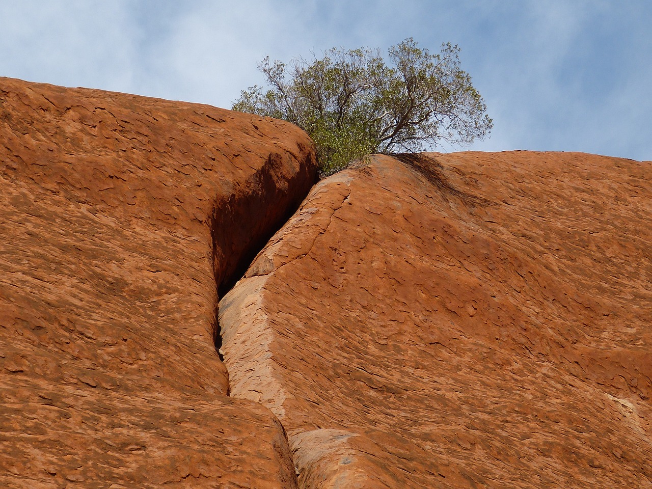 a lone tree growing out of a crack in the side of a rock, by Elizabeth Durack, minimalism, uluru, tawa trees, seams, interesting geometry