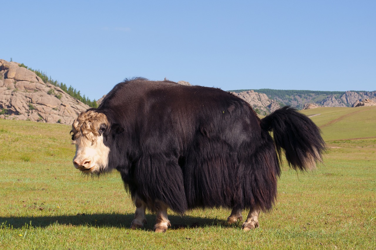 a yak standing on top of a lush green field, a portrait, shutterstock, baroque, extremely fat, ancient mongolian elon musk, full length photo, very accurate photo