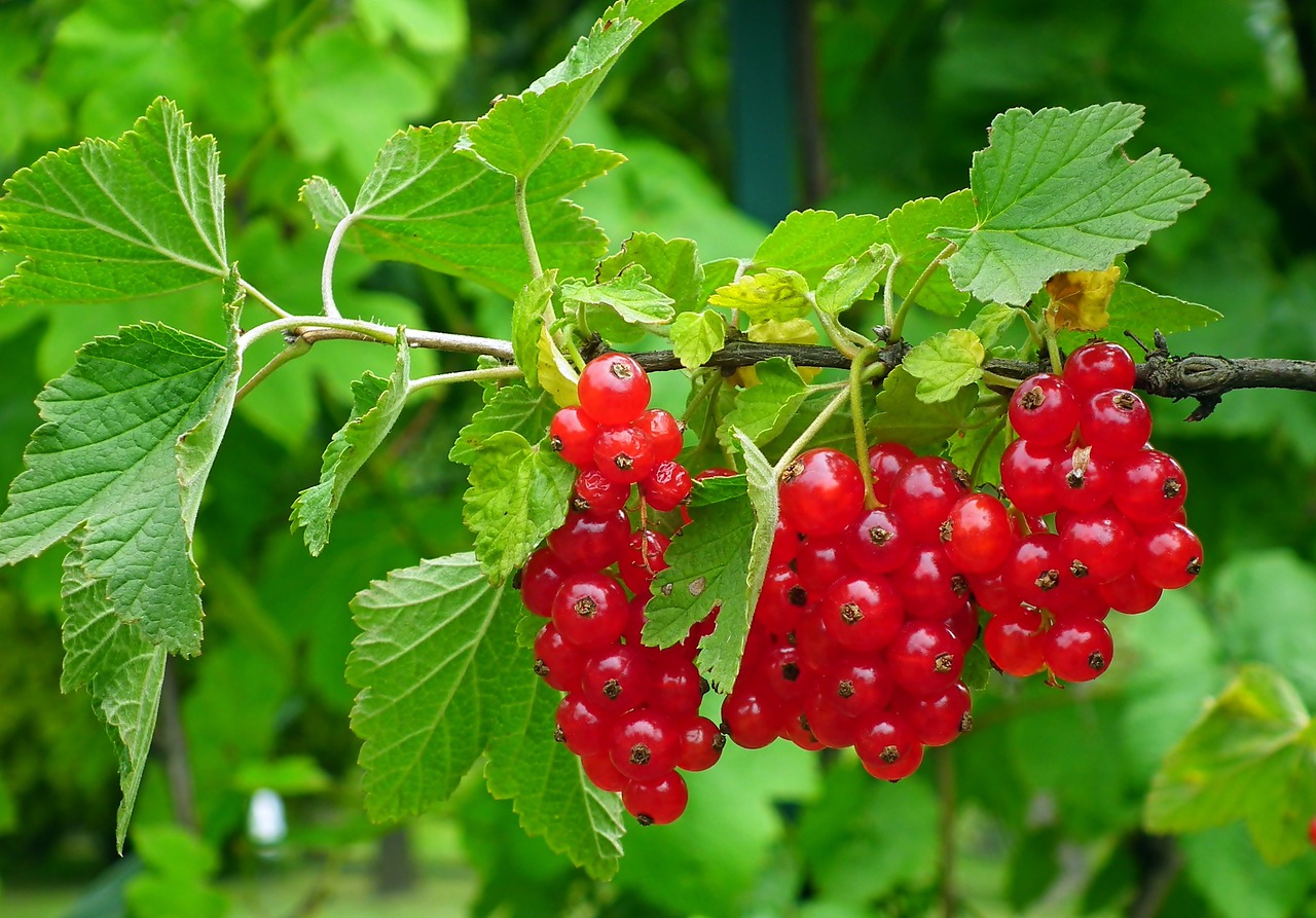 a bunch of red berries hanging from a branch, pixabay, hurufiyya, fragonard, with soft bushes, emerald, eating