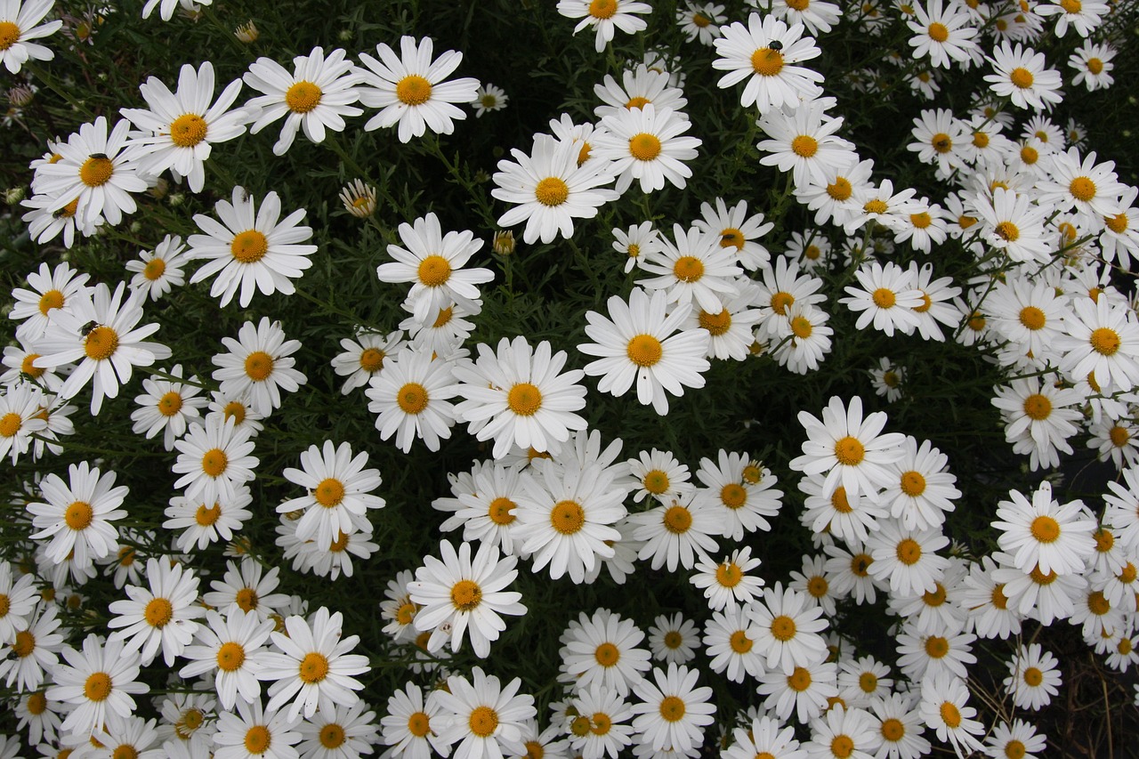 a bunch of white flowers with yellow centers, flowerbeds, beautiful flower, artyom turskyi, large white border