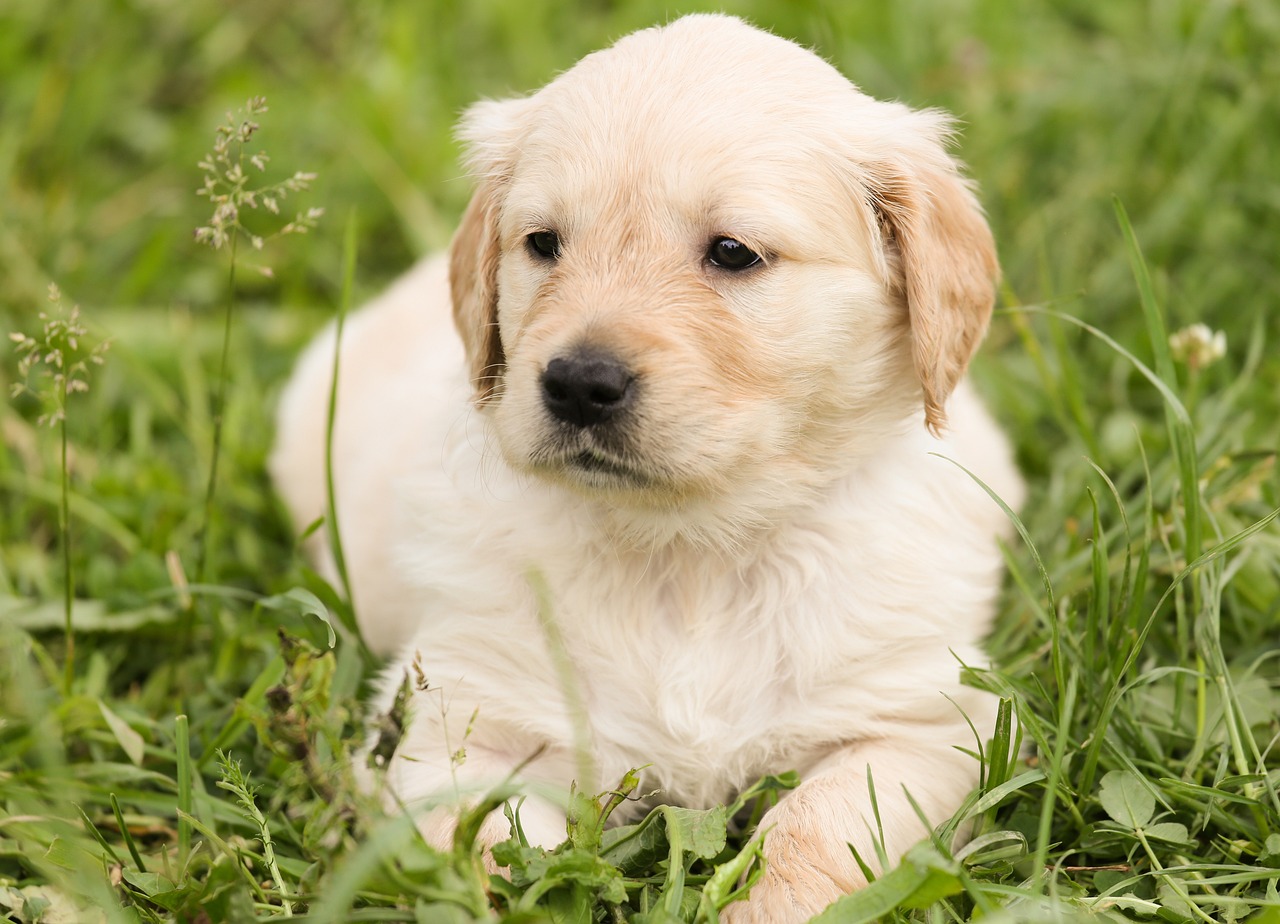 a dog that is laying down in the grass, a portrait, by Istvan Banyai, shutterstock, puppies, a blond, istockphoto, liquid gold