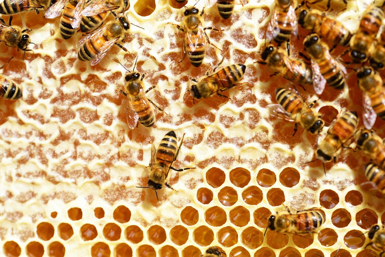 a bunch of bees that are inside of a beehive, renaissance, honey ripples, settlers of catan, permaculture, slice of life”