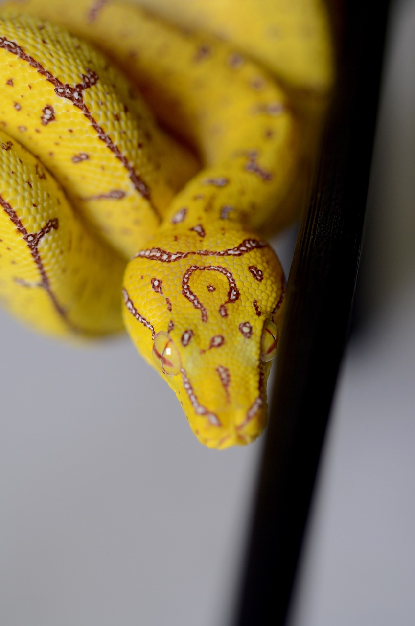 a close up of a yellow snake on a stick, a portrait, sōsaku hanga, hyper detailed photo, elegant yellow skin, maxwell boas, closeup photo