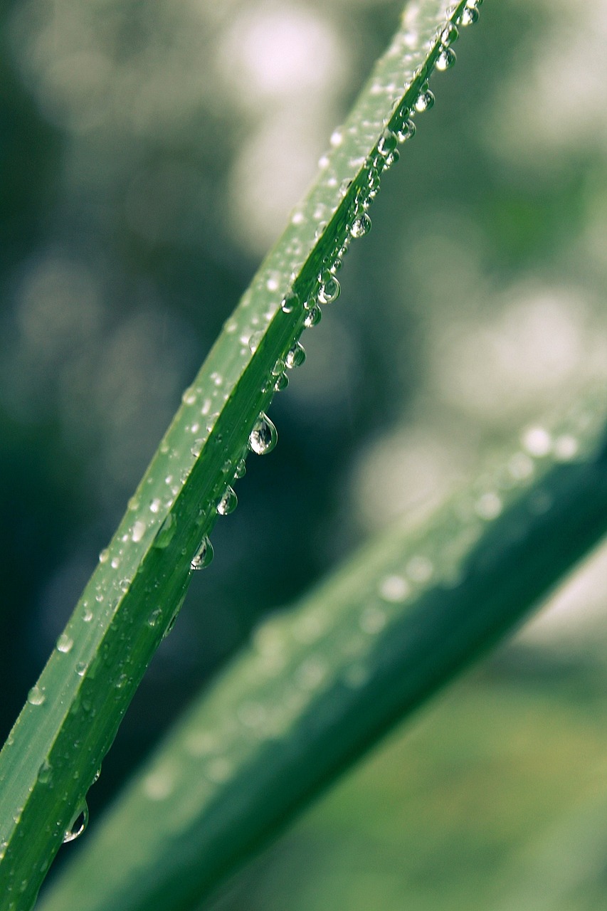 a close up of a blade of grass with water droplets, by Jan Rustem, unsplash, photorealistic detail, bamboo, iphone background, illustration!