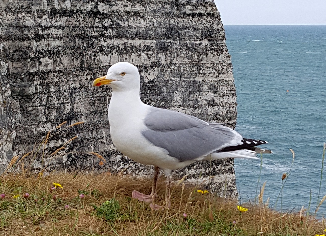 a seagull stands on the edge of a cliff overlooking the ocean, a portrait, by Robert Brackman, pixabay, normandy, taken on iphone 14 pro, detailed zoom photo, resting