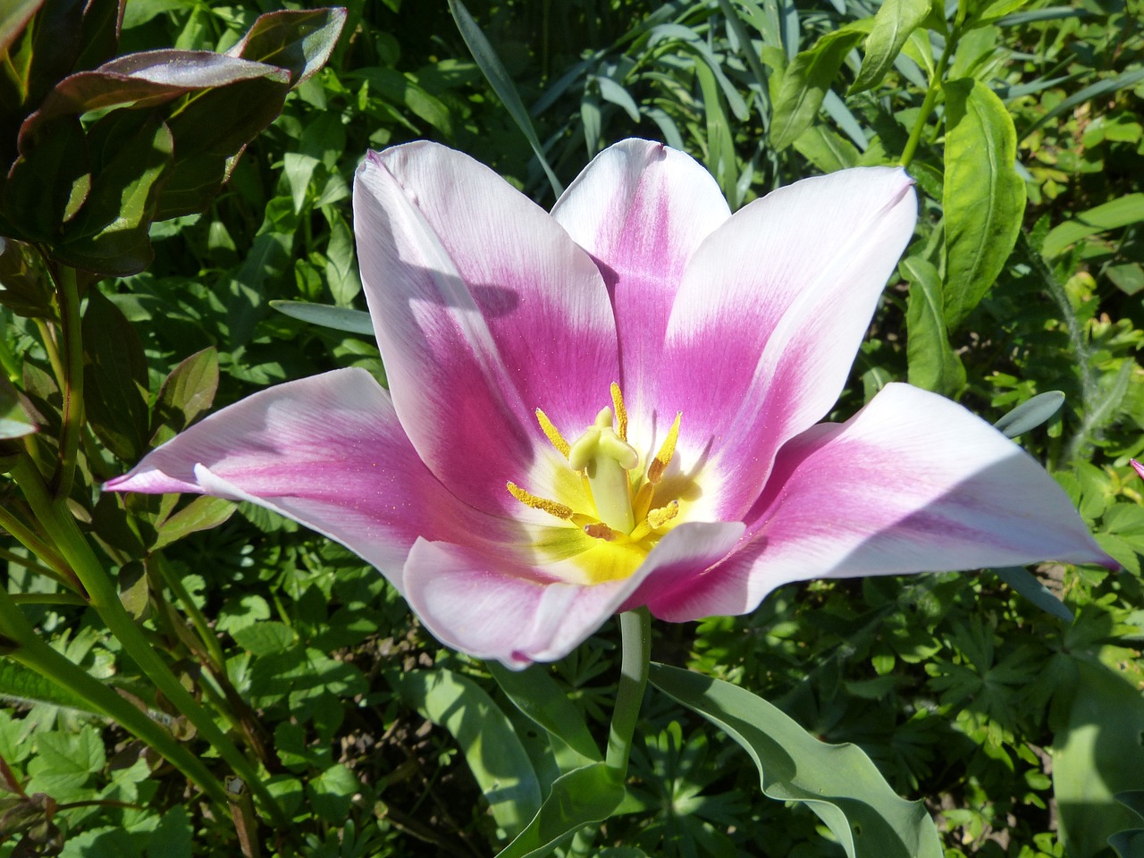 a close up of a pink and white flower, by Joan Ayling, flickr, tulips, pink yellow flowers, beautiful sunny day, close up front view