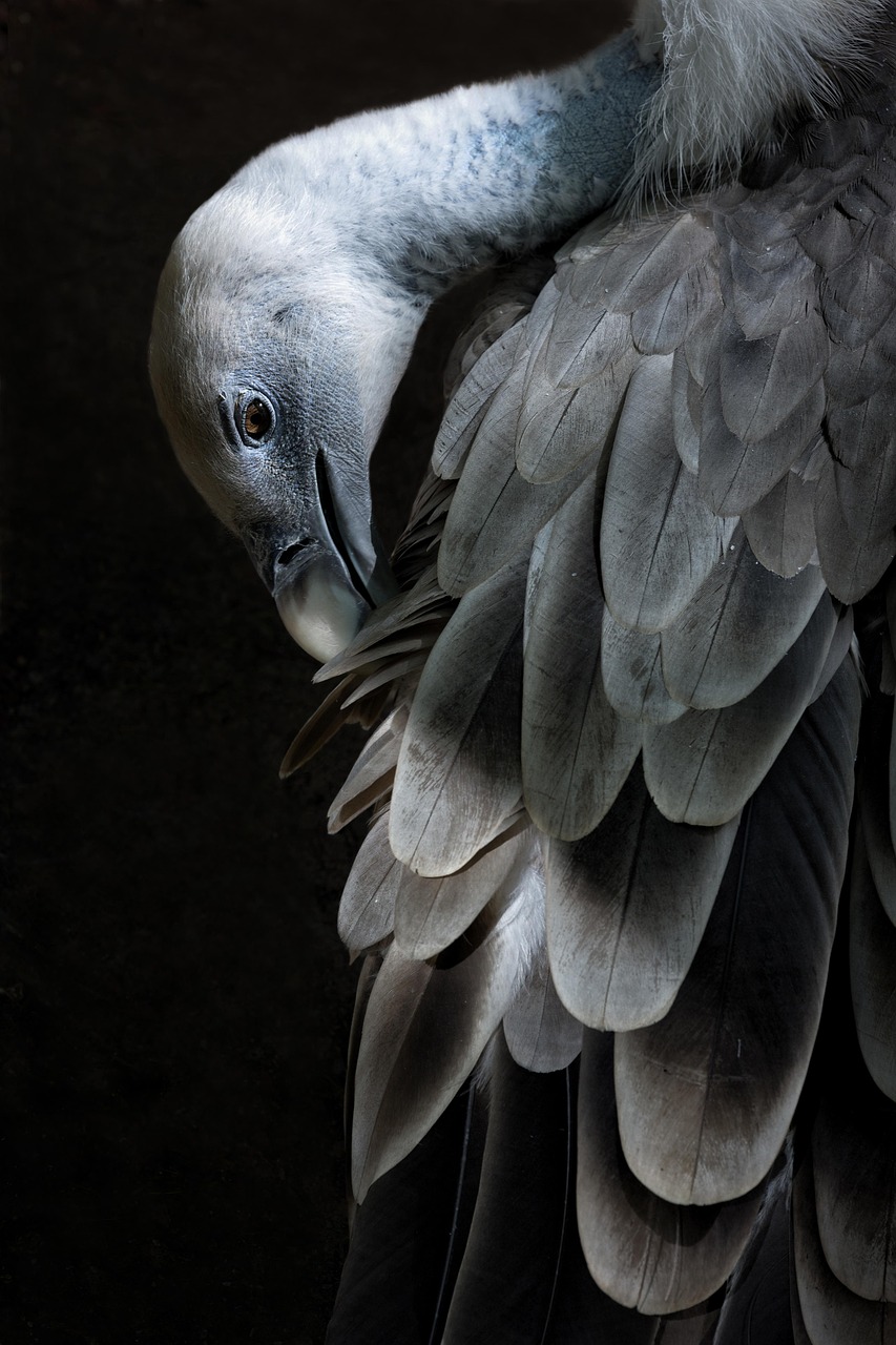 a close up of a bird with feathers on it's back, a portrait, by Anna Füssli, crane, dark hues, majestic big dove wings, award - winning photo. ”