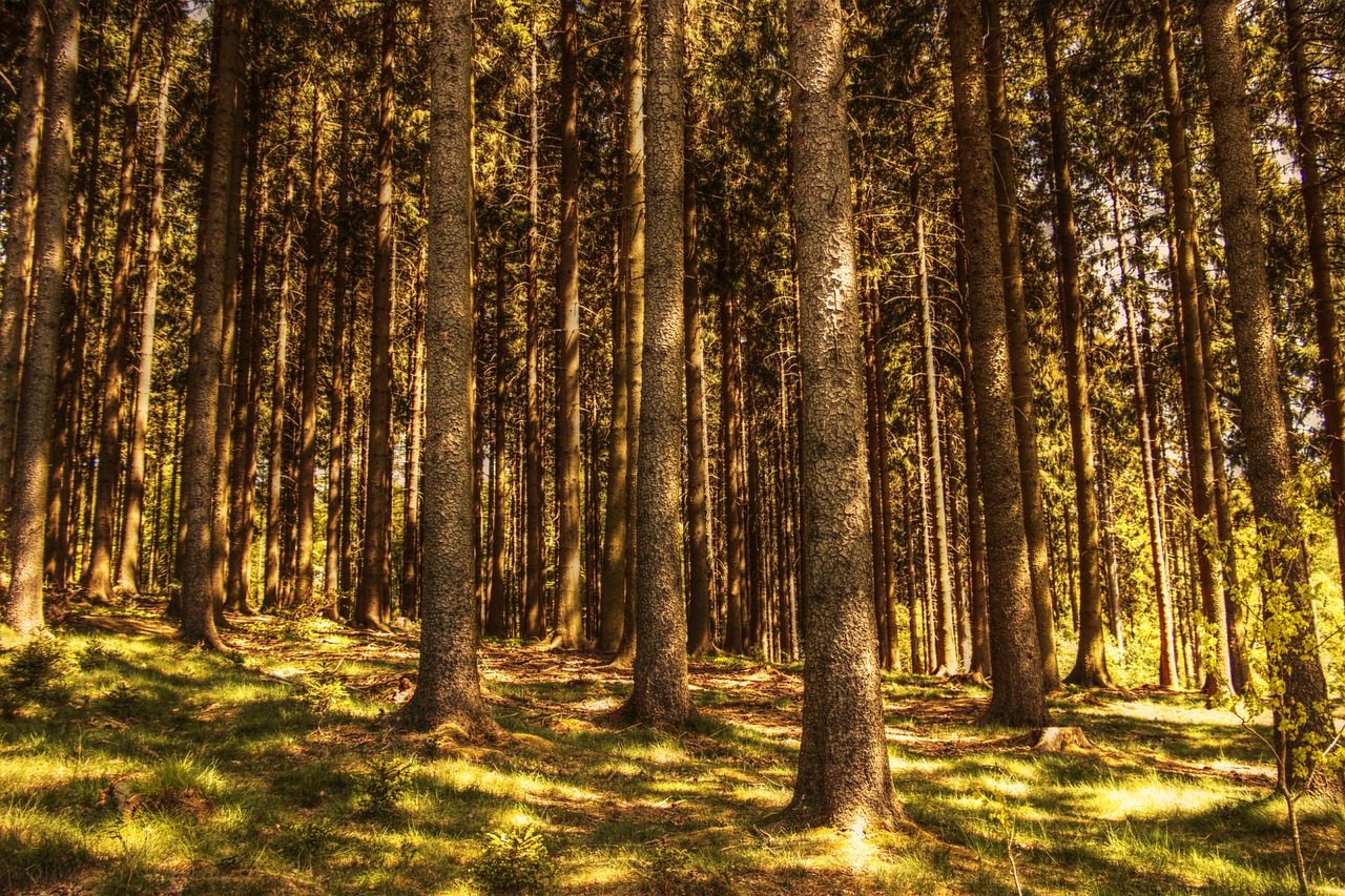 a forest filled with lots of tall trees, a picture, by Jacob Kainen, fine detail post processing, afternoon sun, in a forest glade, in a row