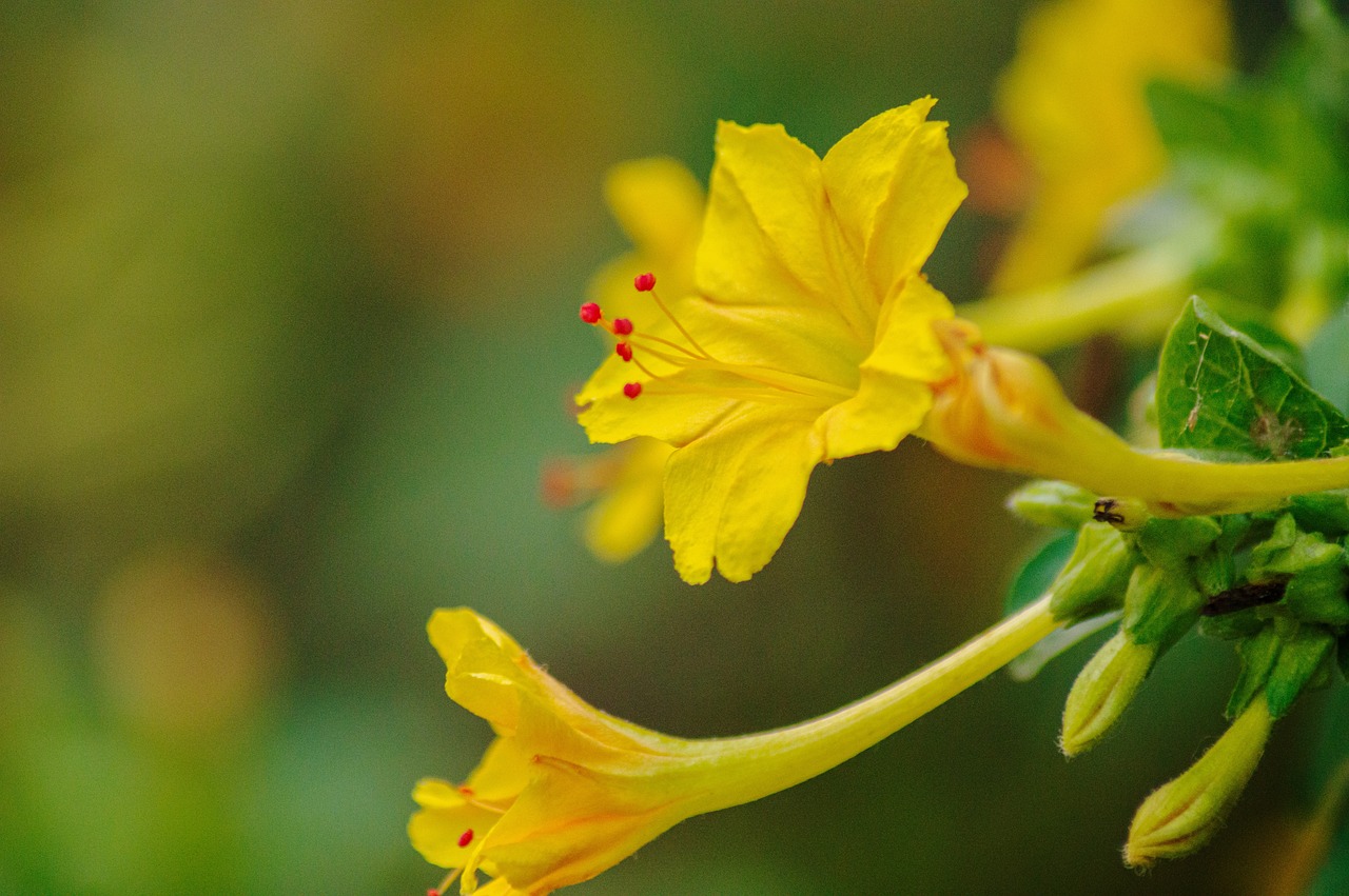 a close up of a yellow flower on a plant, a macro photograph, romanticism, the yellow creeper, taken with canon 8 0 d, smooth tiny details, depth of field 1 0 0 mm