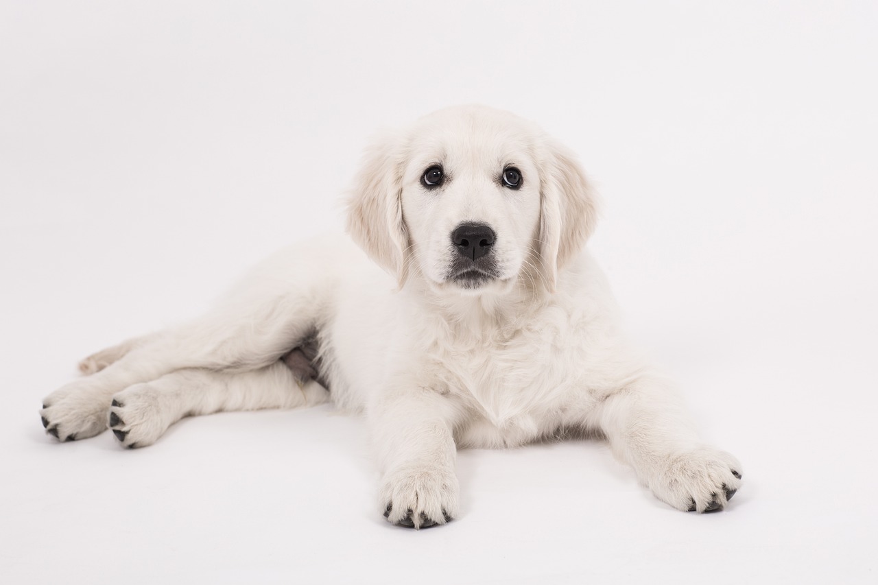 a white dog laying down on a white surface, shutterstock contest winner, golden, realistic footage, puppy, very very wide shot
