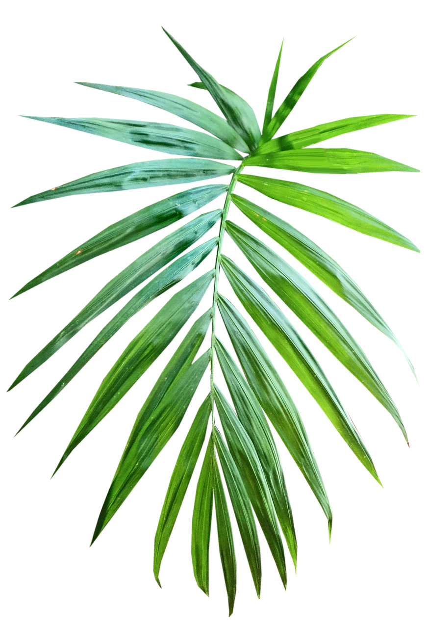 a close up of a palm leaf on a black background, plant specimens, very accurate photo, illustration, various posed