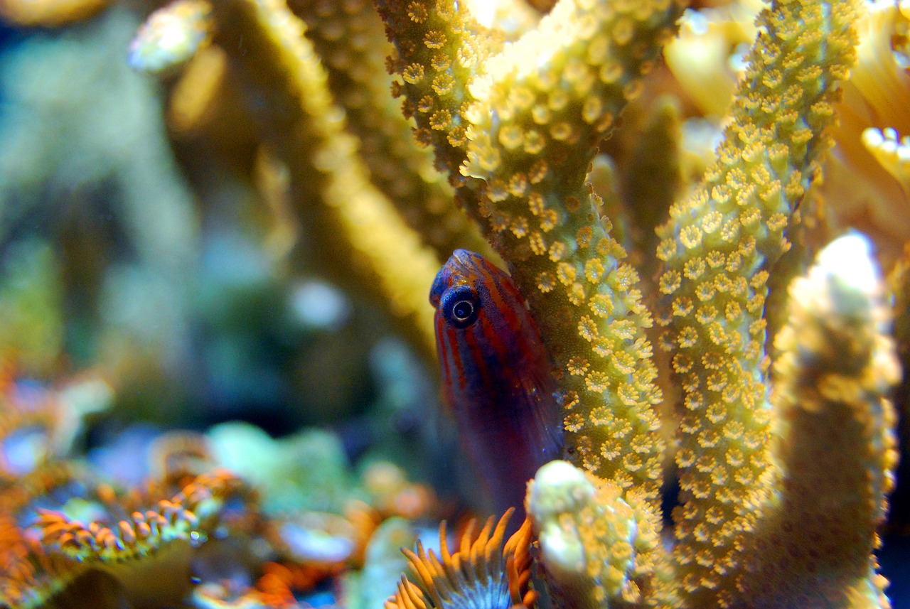 a close up of a fish in an aquarium, by Robert Brackman, flickr, renaissance, sea horse, hiding, so cute, eagle coral