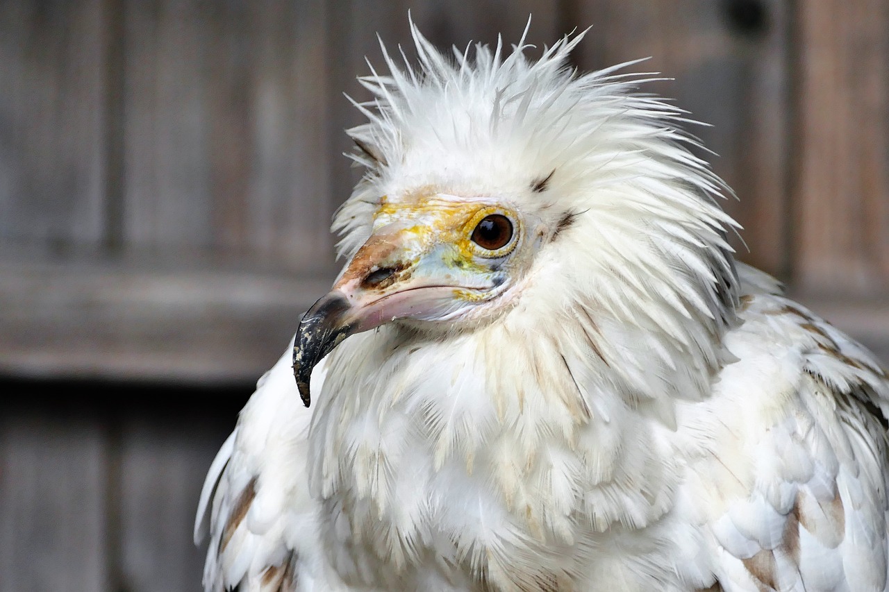 a close up of a bird of prey, a portrait, flickr, hurufiyya, albino dwarf, soaking wet, bedhead, years old