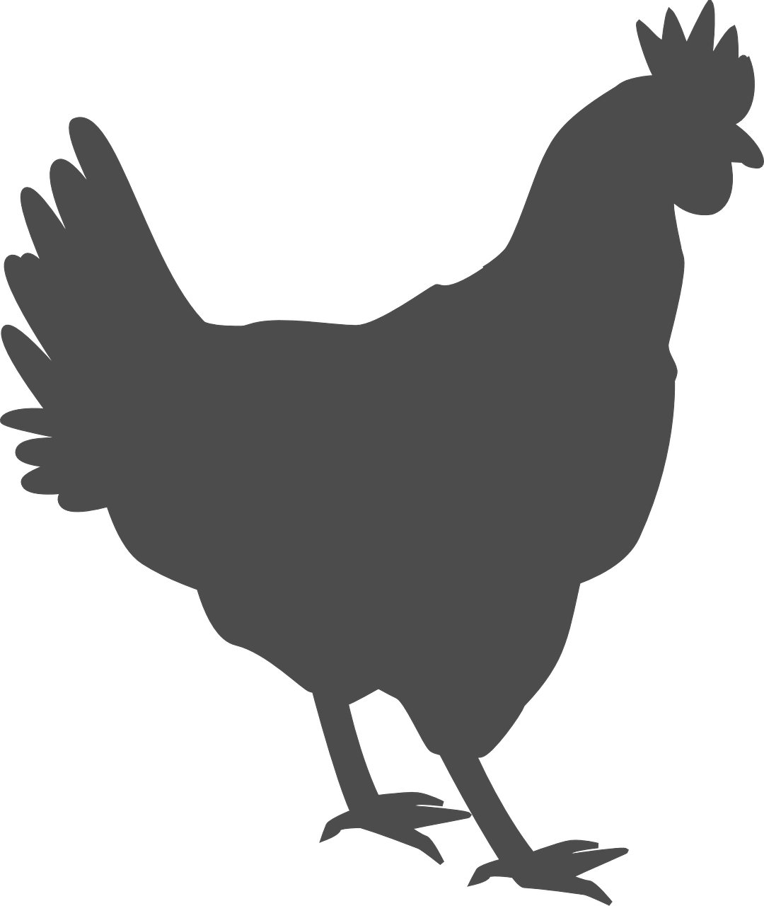 a silhouette of a chicken on a black background, pixabay, grayish, farming, 000 — википедия, overview