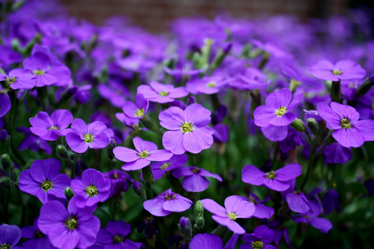 a field of purple flowers with a brick wall in the background, a portrait, hurufiyya, beautiful flower, flax, deep purple, 3 4 5 3 1