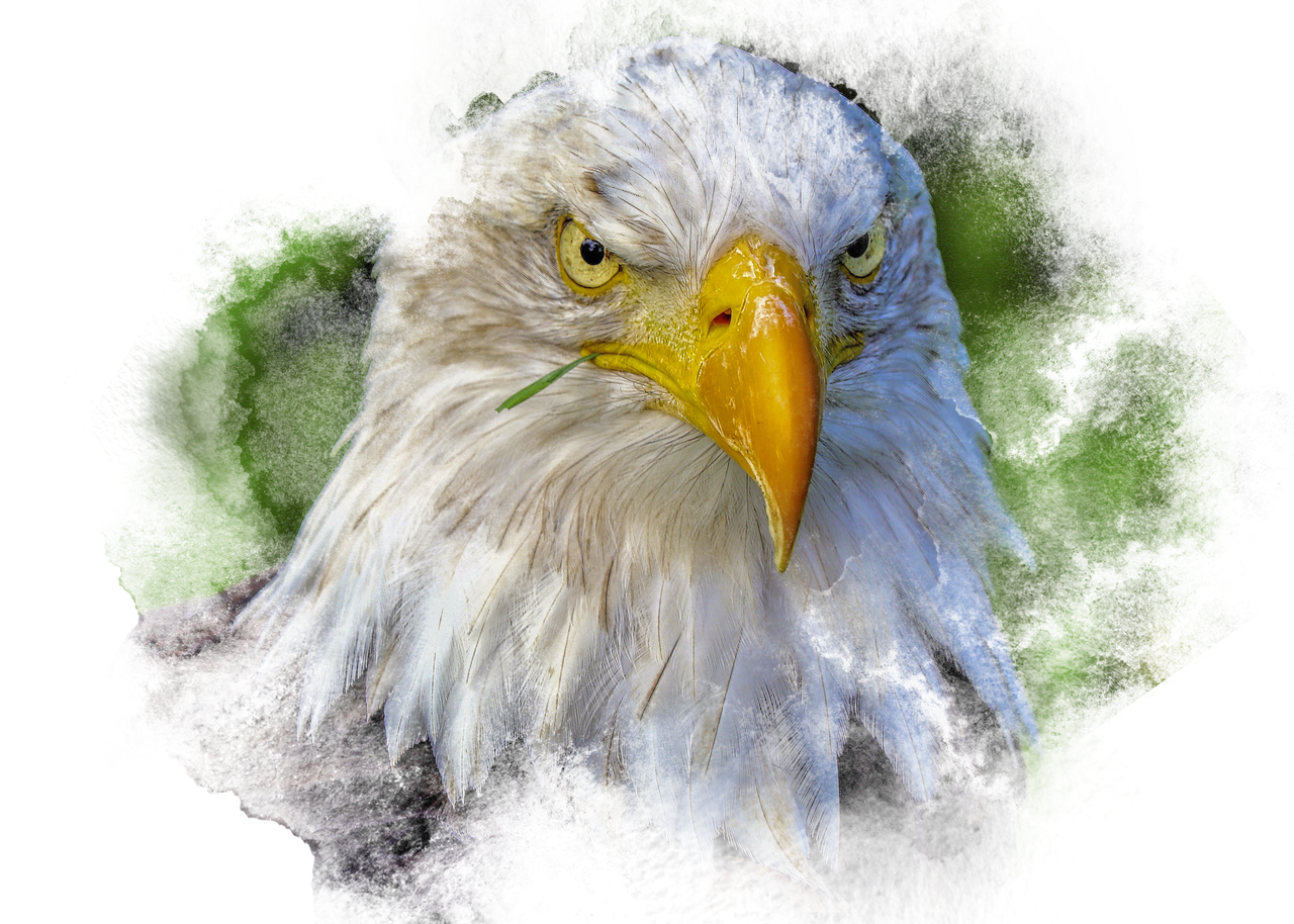 a close up of a bald eagle with a green background, a portrait, by Arnie Swekel, pixabay, photorealism, texturized, intense dramatic hdr, stock photo, painted in high resolution