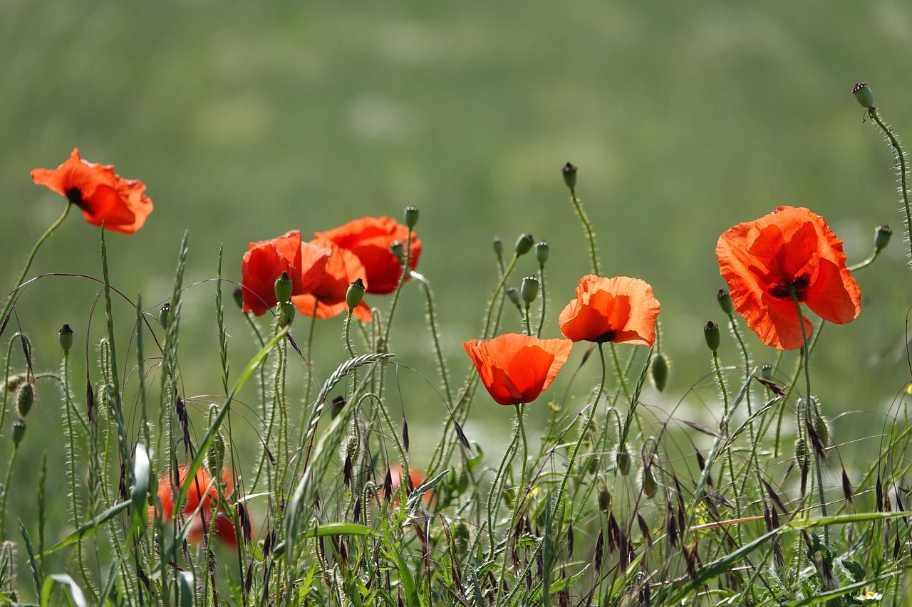 a group of red poppies sitting on top of a lush green field, a picture, romanticism, red and orange colored, wwi, hay, drops