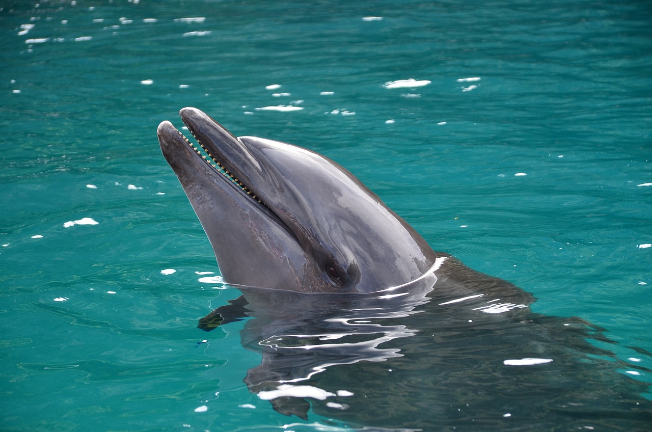 a close up of a dolphin in a body of water, hurufiyya, one big beak, shiny!!, sasai ukon masanao, beauitful