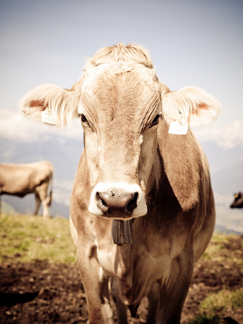 a brown cow standing on top of a grass covered field, a picture, by Matthias Weischer, charming expression gesicht, stylized photo, mountain, on a farm