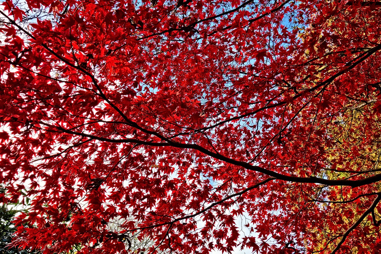 a tree with red leaves against a blue sky, a photo, inspired by Saitō Kiyoshi, sōsaku hanga, seasons!! : 🌸 ☀ 🍂 ❄, autumn leaves background