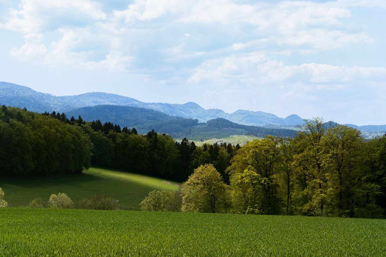 a herd of sheep standing on top of a lush green field, a picture, by Hans Schwarz, shutterstock, velly distant forest, hill with trees, germany. wide shot, nice spring afternoon lighting