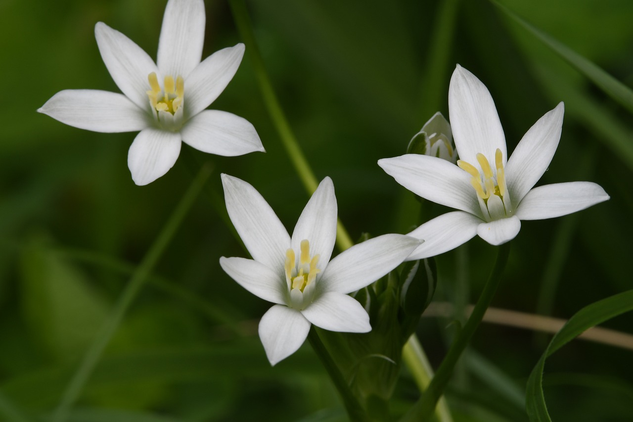 a group of white flowers sitting on top of a lush green field, a macro photograph, by Robert Brackman, shooting stars, wild foliage, novi stars, ramps