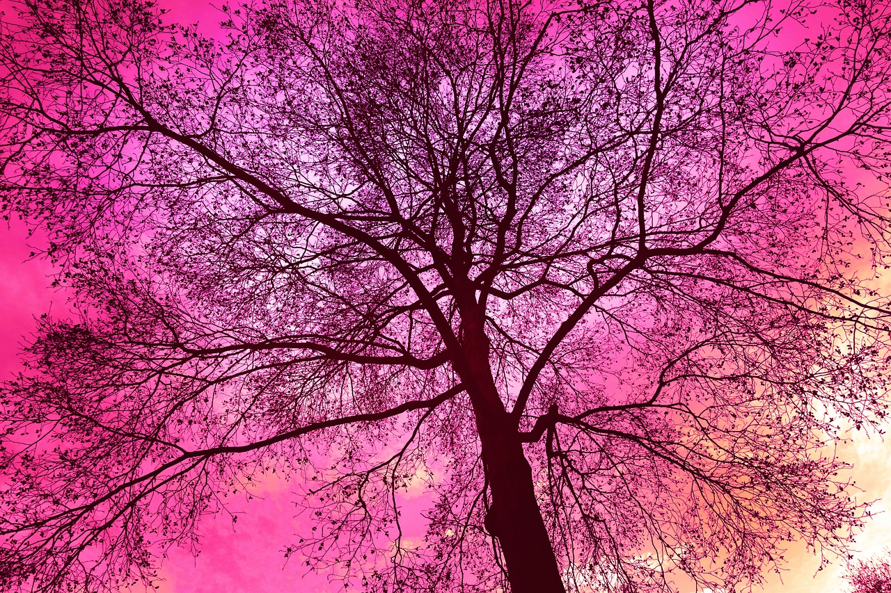 a silhouette of a tree against a pink sky, a photo, inspired by Edgar Schofield Baum, aestheticism, seasons!! : 🌸 ☀ 🍂 ❄, trippy vibrant colors, bottom - view, like a catalog photograph