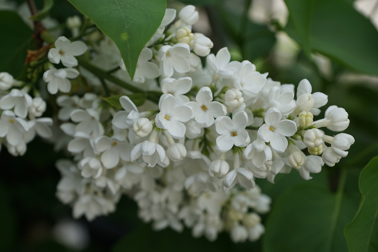 a close up of a bunch of white flowers, tumblr, lilac bushes, joseph michael linsner, young female, high quality product image”